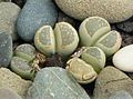 Lithops herrei