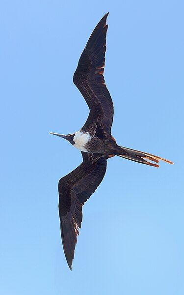 File:Magnificent-Frigate-female.jpg