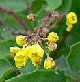 Mahonia repens