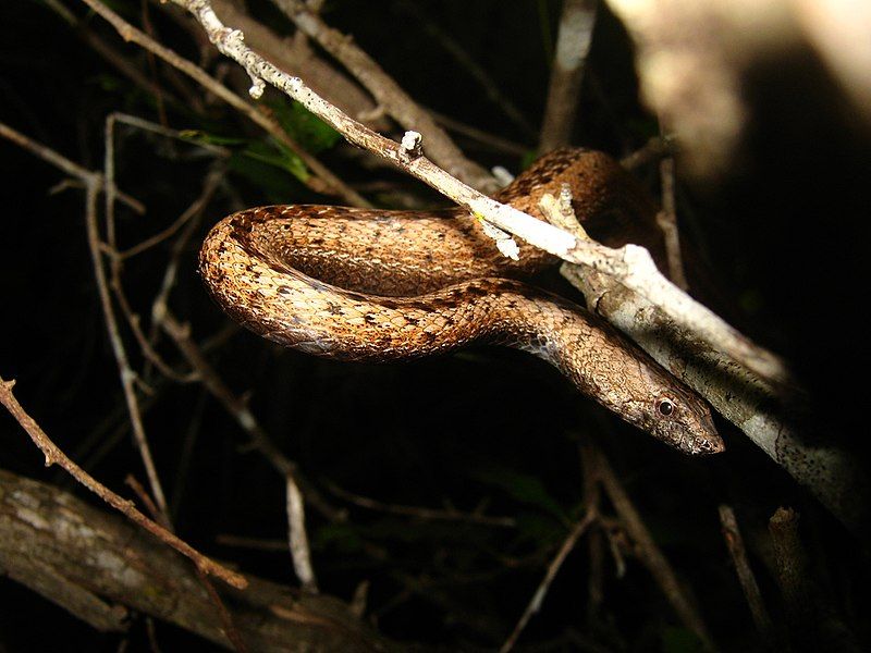 File:Manolepis putnami.jpg