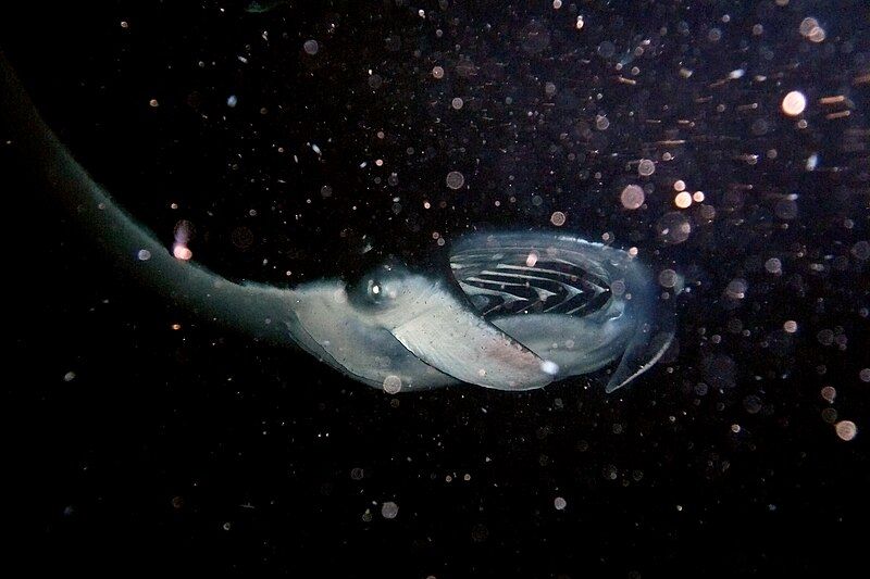 File:Manta birostris feeding.jpg