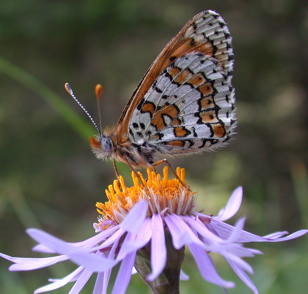 File:Melitaea cinxia.png