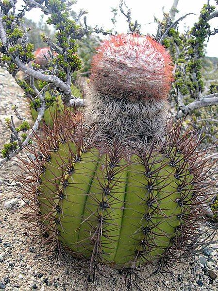 File:Melocactus harlowii.jpg