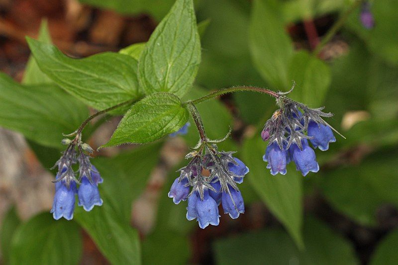 File:Mertensia paniculata 8856.JPG