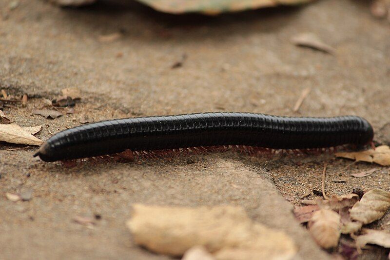 File:Millipede1.jpg