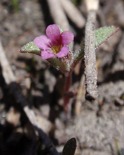 File:Mimulus leptaleus.jpg