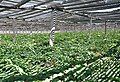 Under wooden shade, American ginseng in late fall at Monk Garden in Wisconsin