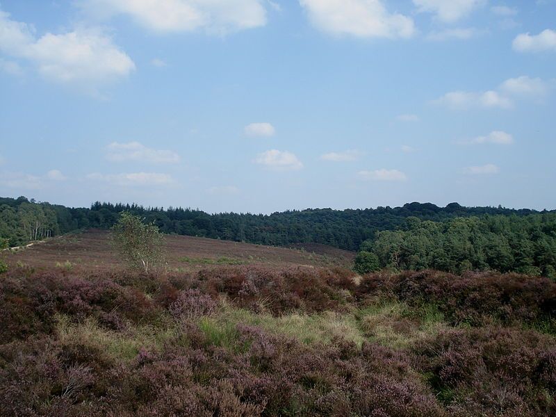 File:Mookerheide near Molenhoek.jpg