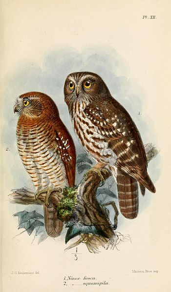 File:NinoxFuscaSquamipilaKeulemans.jpg