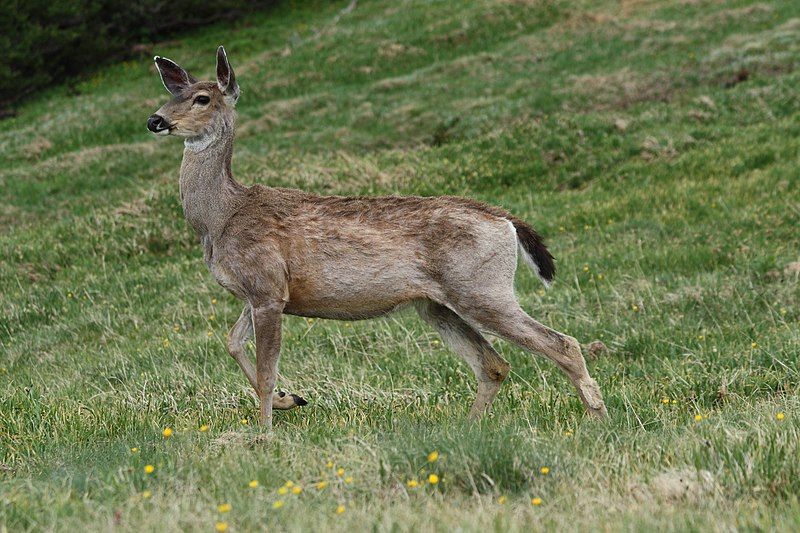 File:Odocoileus hemionus 5432.JPG