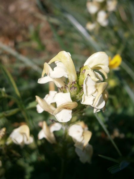 File:Pedicularis ascendens 003.jpg