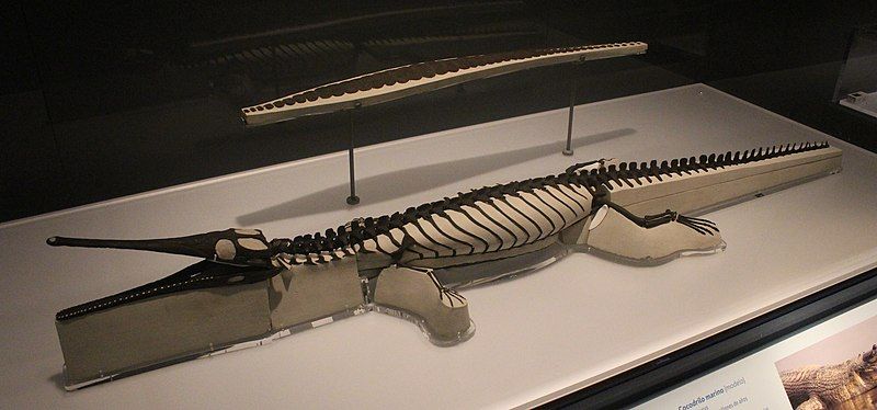 File:Pelagosaurus FMNH.jpg