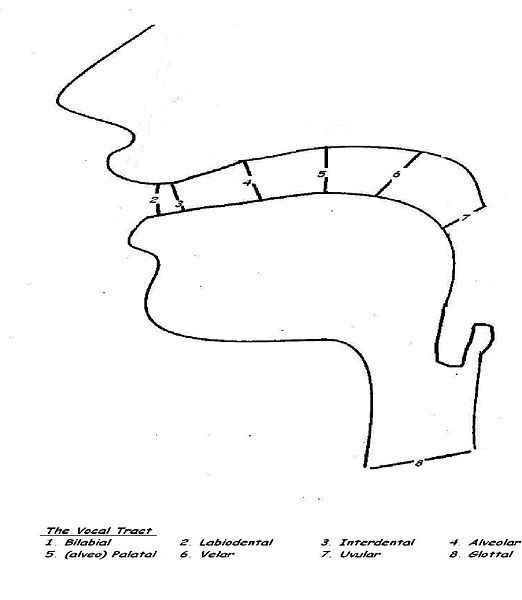 File:Phonology.jpg