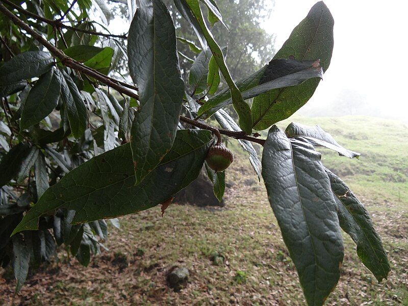 File:Quercus humboldtii 1.JPG