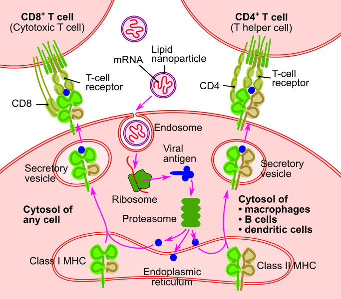 File:RNA vaccine-en.svg