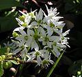 Ramsons close-up