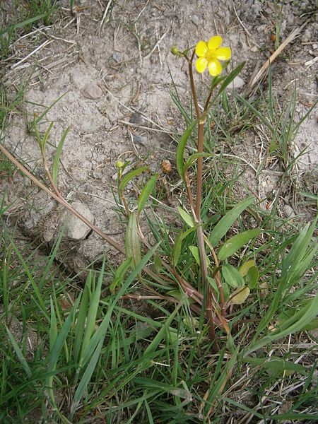 File:Ranunculus flammula 001.JPG