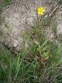 Ranunculus flammula