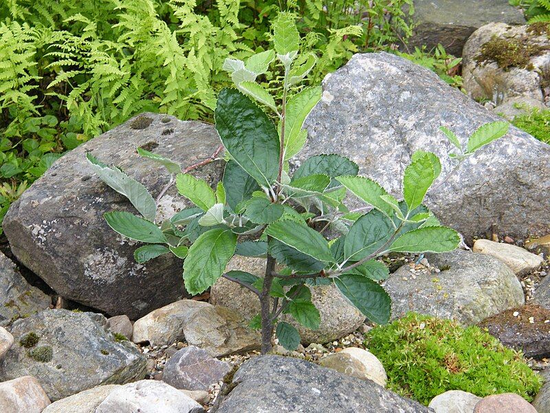 File:Rock Whitebeam-young plant.jpg