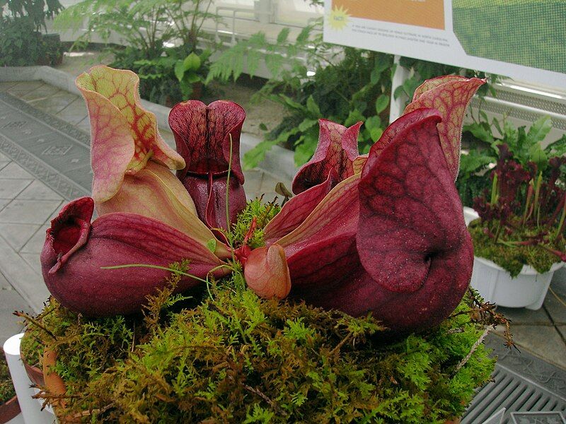 File:Saracenia purpurea cultivated1.jpg