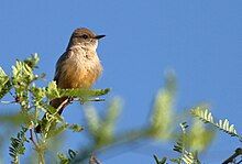 Say's Phoebe