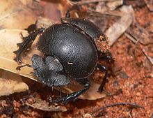 Scarabaeus viettei (syn. Madateuchus viettei, Scarabaeidae) in dry spiny forest close to Mangily, western Madagascar