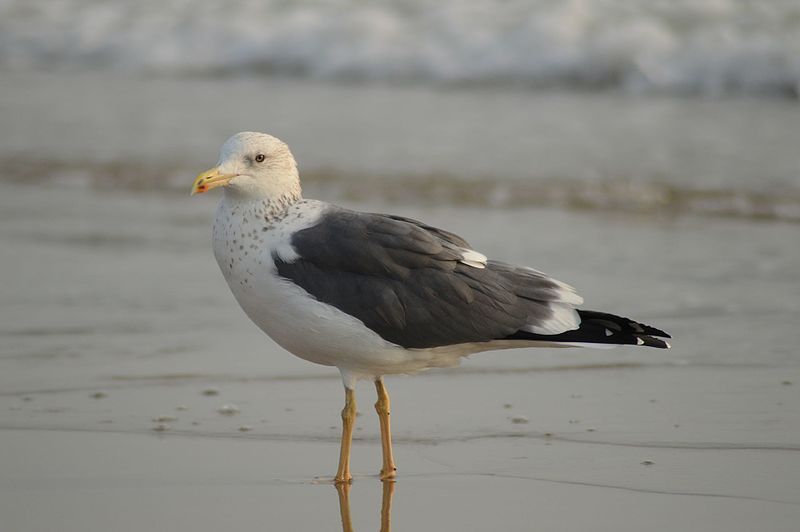 File:Sea-Gull.jpg