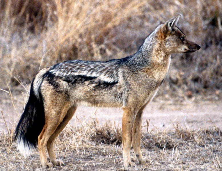 File:Side-striped Jackal.jpg