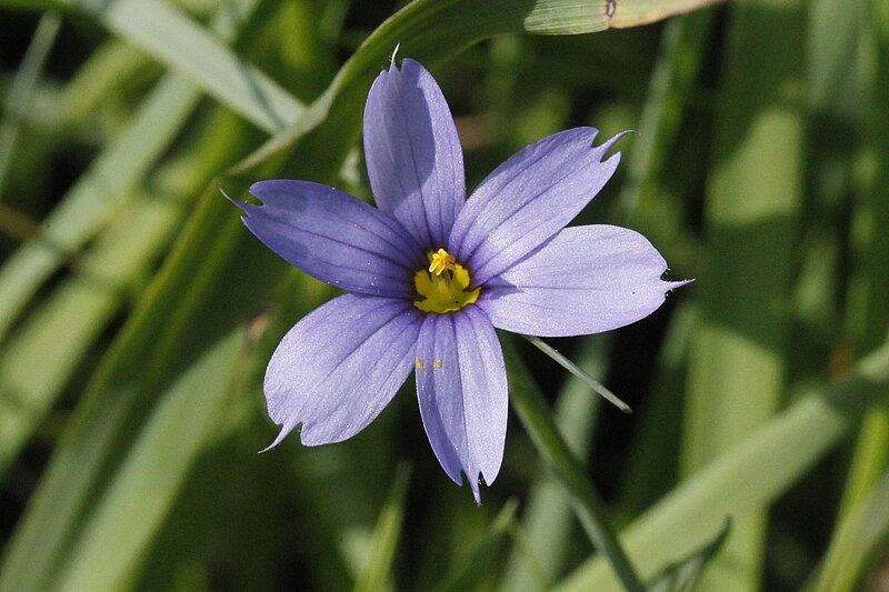 File:Sisyrinchium montanum 2.jpg