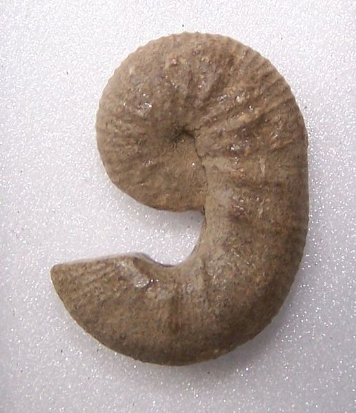 File:SmallScaphites.jpg