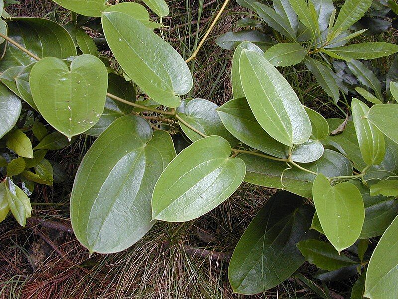 File:Smilax melastomifolia 020808-0053.jpg