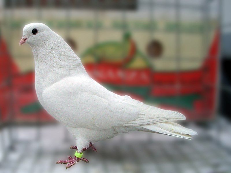 File:SolidWhiteChistopolianPigeon.jpg