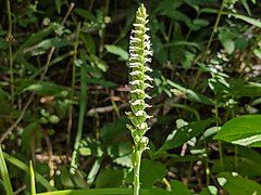 Spiranthes ovalis var. erostellata