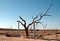 The Sturt Tree, marked by Charles Sturt on his exploration