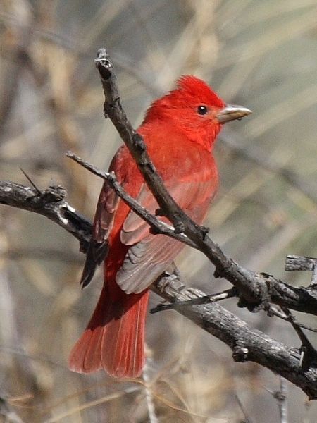 File:Summer Tanager.jpg