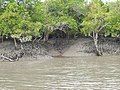 Image 44Mangroves provide nurseries for fish (from Marine habitat)