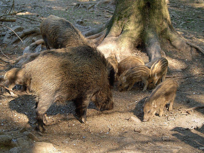 File:Sus scrofa LC0074.jpg