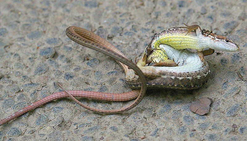 File:Takydromus tachydromoidesFight.JPG