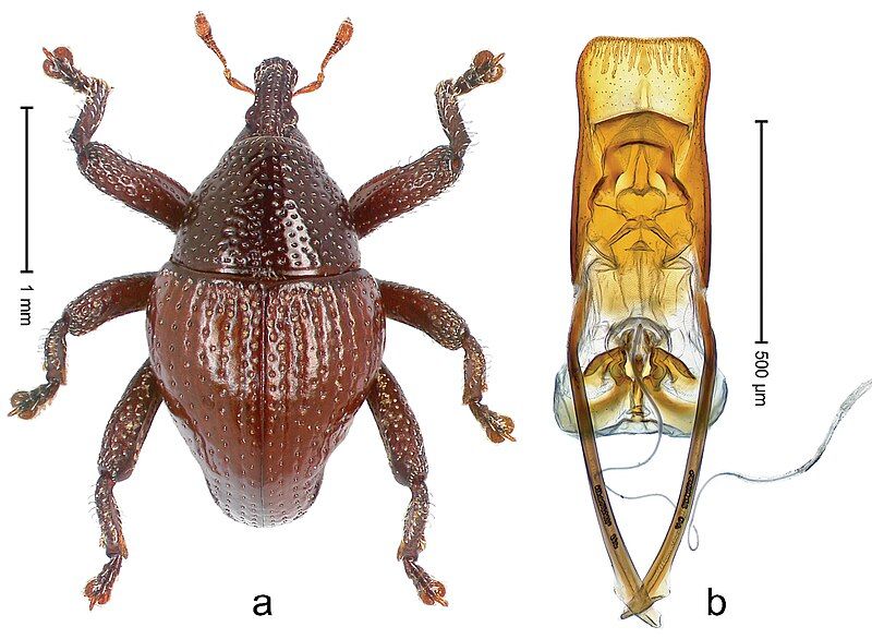 File:Trigonopterus bawangensis 35689.jpg