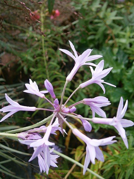 File:Tulbaghia violacea 002.JPG