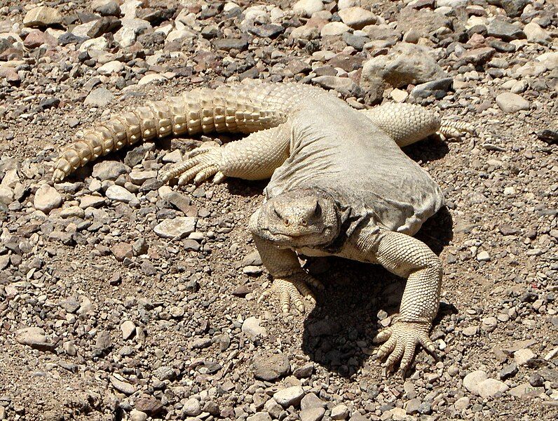 File:Uromastyx aegyptia 2.jpg