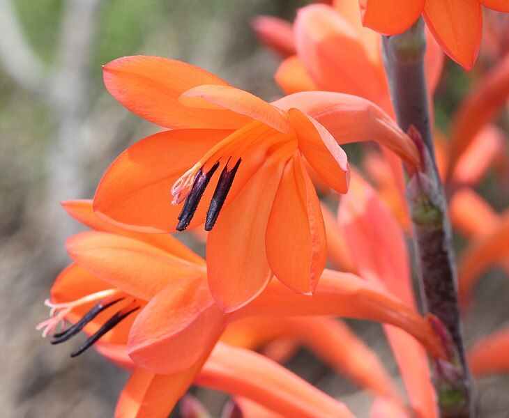 File:Watsonia tabularis 11.JPG