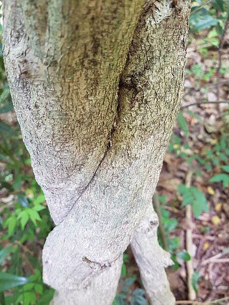 File:Wisteria frutescens bark.jpg