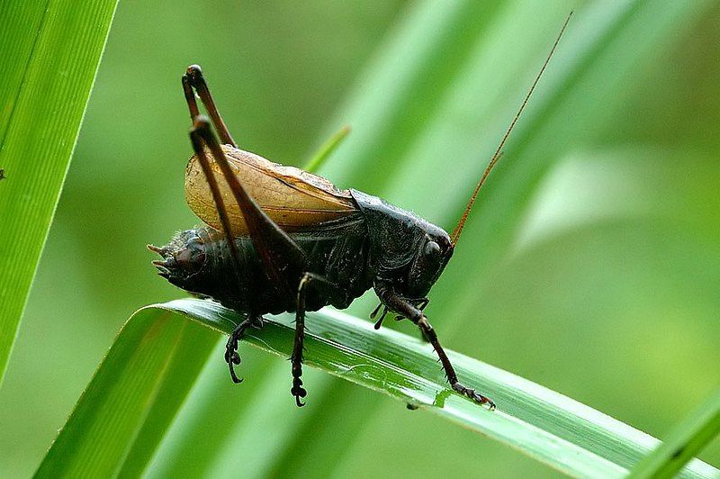 File:Zeuneriana marmorata.jpg