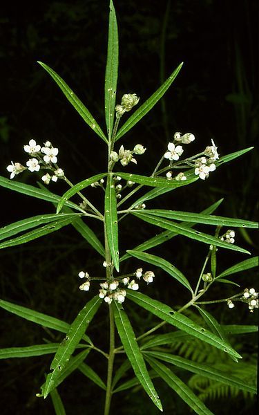 File:Zieria caducibracteata.jpg