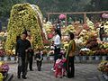 In fall, the chrysanthemum display