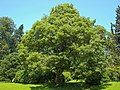 Sycamore maple.