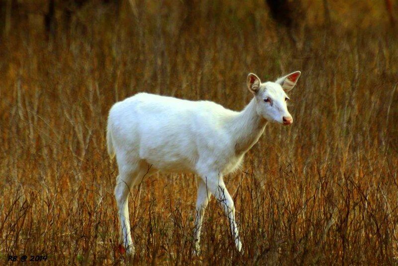 File:Albino Chital.jpg