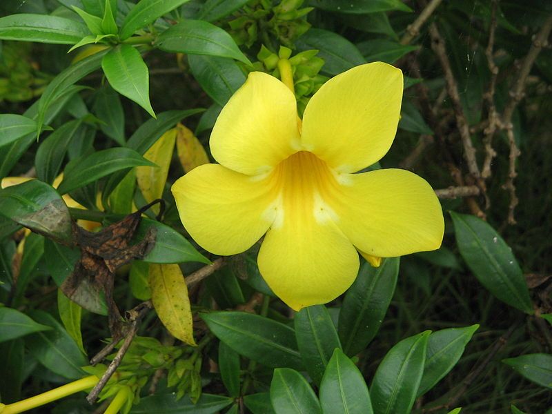 File:Allamanda cathartica2.JPG