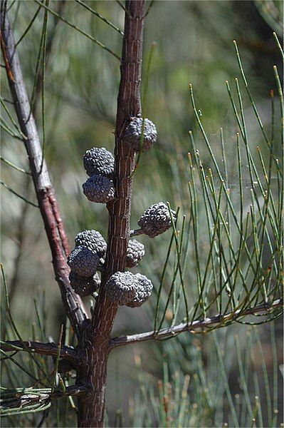 File:Allocasuarina diminuta female.jpg